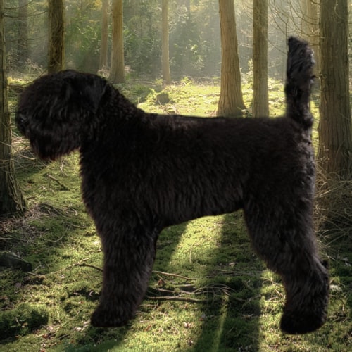 Bouvier des Flandres